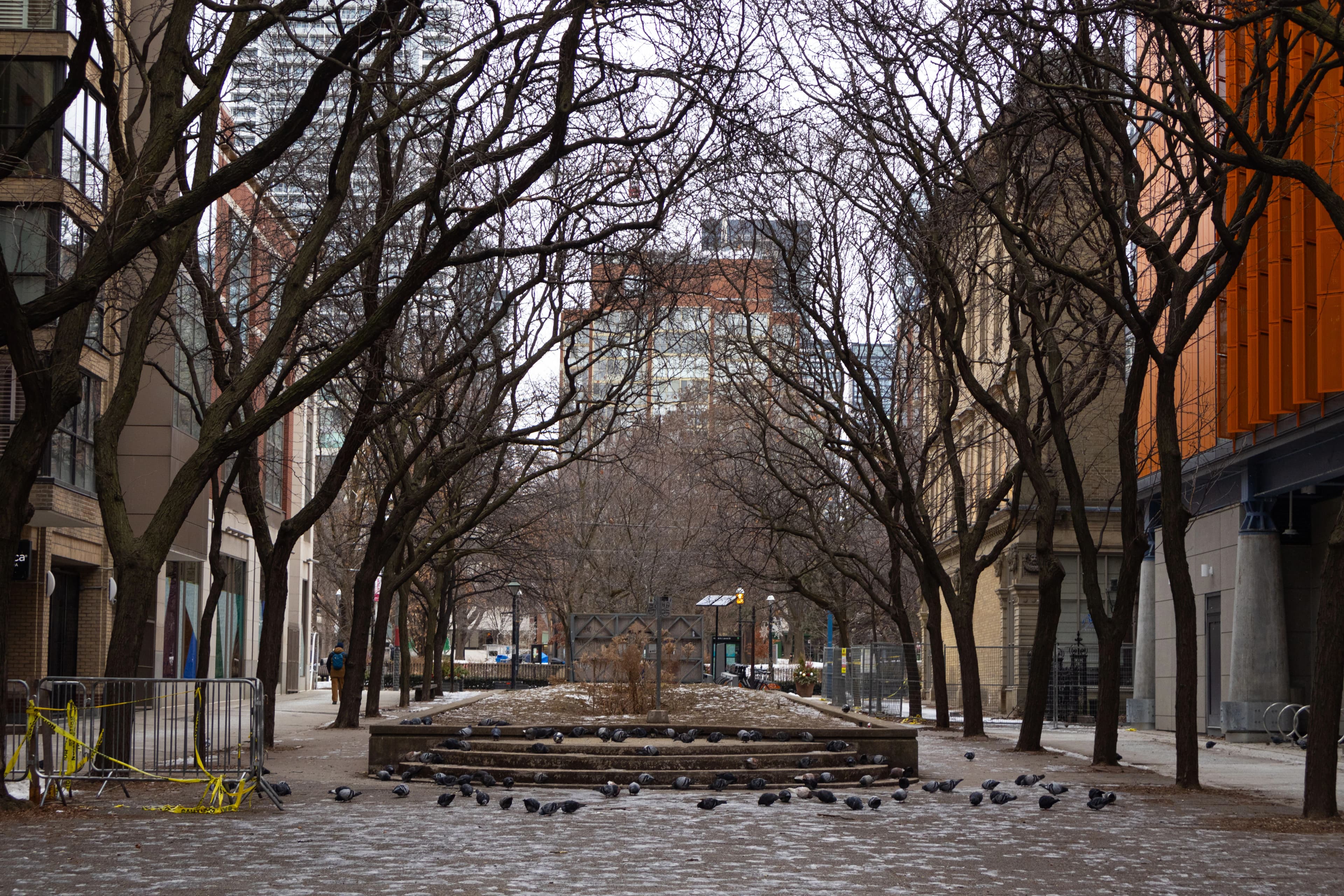 Pigeons - COT Toronto